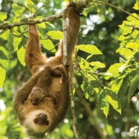 Sloth in the wild Panama Contours Travel Central America