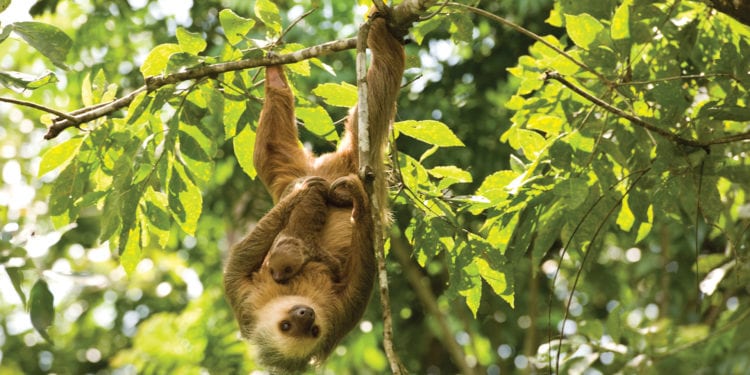 RCGS Resolute: Central America Cruise Adventure