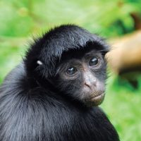 Peru Amazon Jungle Experiences Amazon River Cruises Zafiro - Black spider monkey Contours Travel