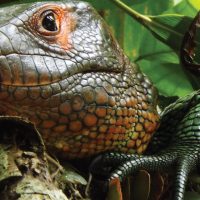 Wildlife lizard in Iquitos Amazon Peru La Perla Cruise JungleExperiencesAmazonRiverCruises Contours Travel
