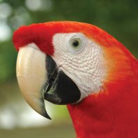 Peru Amazon Jungle Experiences Amazon River Cruises Zafiro - Macaw Contours Travel