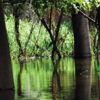 Peru Aqua Aria Amazon River Cruise Flooded Forest high water season Contours Travel