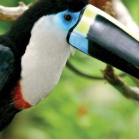 Wildlife Toucan in Iquitos Amazon Peru La Perla Cruise JungleExperiencesAmazonRiverCruises Contours Travel