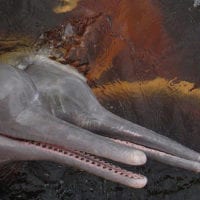 Pink River Dolphin Amazon wildlife Iquitos Peru Delfin Cruise Contours Travel