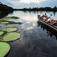 Water lillies Amazon Iquitos Peru Delfin Cruise Contours Travel