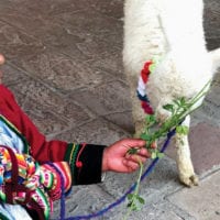 Peru Cuzco Diego Curutchet Llama with lady in main square