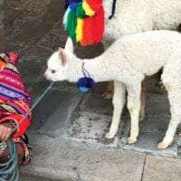 Peru Cuzco Diego Curutchet woman with Llama in Plaza de Armas