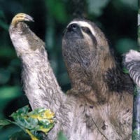Wildlife Sloth in Manu Wildlife Center Maldonado Amazon Peru Inkanatura Daniel Blanco