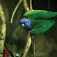Wildlife green parrot in Manu Wildlife Center Maldonado Amazon Peru Inkanatura