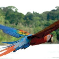 Wildlife Parrot in Manu Wildlife Center Maldonado Amazon Peru Inkanatura