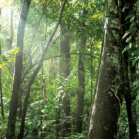 Jungle in Reserva Amazonica, Puerto Maldonado Peruvian Amazon Contours Travel