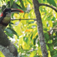 Wildlife toucan in Reserva Amazonica, Puerto Maldonado Peruvian Amazon Contours Travel