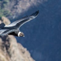 Peru Colca Canyon Andean Condor in flight Contours Travel