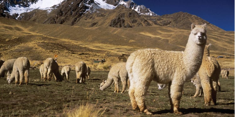 Belmond Andean Explorer Arequipa to Cusco