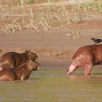 Amazon wildlife Capybaras Contours Travel