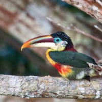 Toucan Peru Amazon Refugio Amazonas - Contours Travel