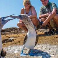 Wildlife Blue footed boobies Punta Pitt San Cristobal Galapagos Ecuador courtesy of Metropolitan Touring Contours Travel
