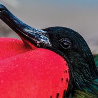 Wildlife Frigatebirds Great & Magnificent closeup Galapagos Ecuador courtesy of Metropolitan Touring Contours Travel