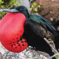 Wildlife Frigatebirds Great & Magnificent on rock Galapagos Ecuador courtesy of Metropolitan Touring Contours Travel