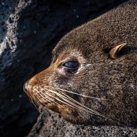 Wildlife Galapagos fur seal Ecuador courtesy of Metropolitan Touring Contours Travel