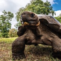 Wildlife Giant Tortoise Galapagos Ecuador courtesy of Metropolitan Touring Contours Travel