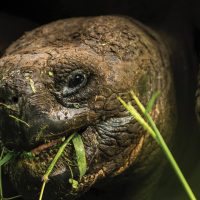 Wildlife Giant Tortoise eating Galapagos Ecuador courtesy of Metropolitan Touring Contours Travel