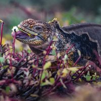 Wildlife Land Iguana Galapagos Ecuador courtesy of Metropolitan Touring Contours Travel