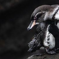 Wildlife Penguin Galapagos Ecuador courtesy of Metropolitan Touring Contours Travel