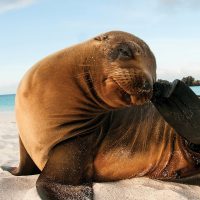 Wildlife Sea Lion Galapagos Ecuador courtesy of Metropolitan Touring Contours Travel