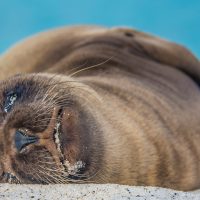 Wildlife Sea Lion beach Galapagos Ecuador courtesy of Metropolitan Touring Contours Travel