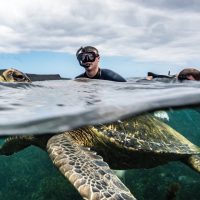 Wildlife activity snorkel turtle Post Office Floreana Galapagos Ecuador courtesy of Metropolitan Touring Contours Travel