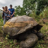 Wildlife tortoise highland Santa Cruz Galapagos Ecuador courtesy of Metropolitan Touring Contours Travel