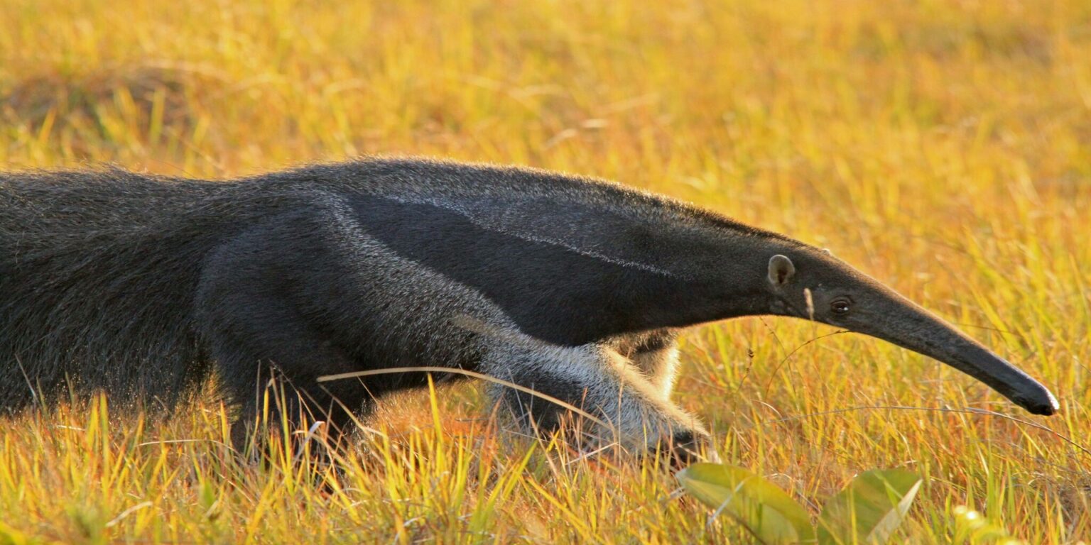 Giant Anteater Guyana _Wilderness Explorers Contours Travel